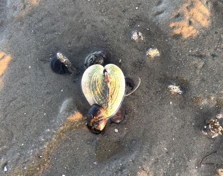 Wattenmeer: Einzigartige Ökologie und Naturschutz