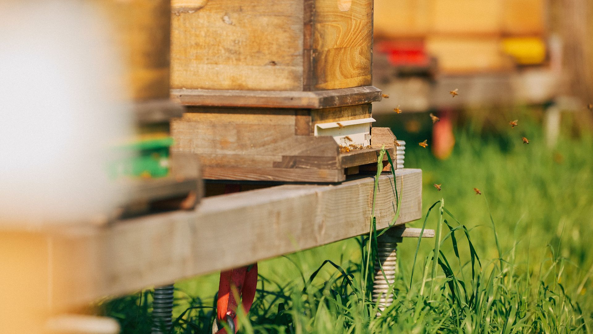 Bienen fliegen aus einem Bienenstock, Gras wächst darum. 