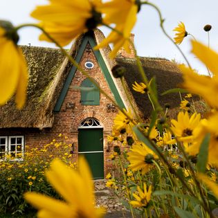 Hinter einer Fassade aus gelben Blüten verbirgt sich ein Friesenhaus im Takerwai in Keitum