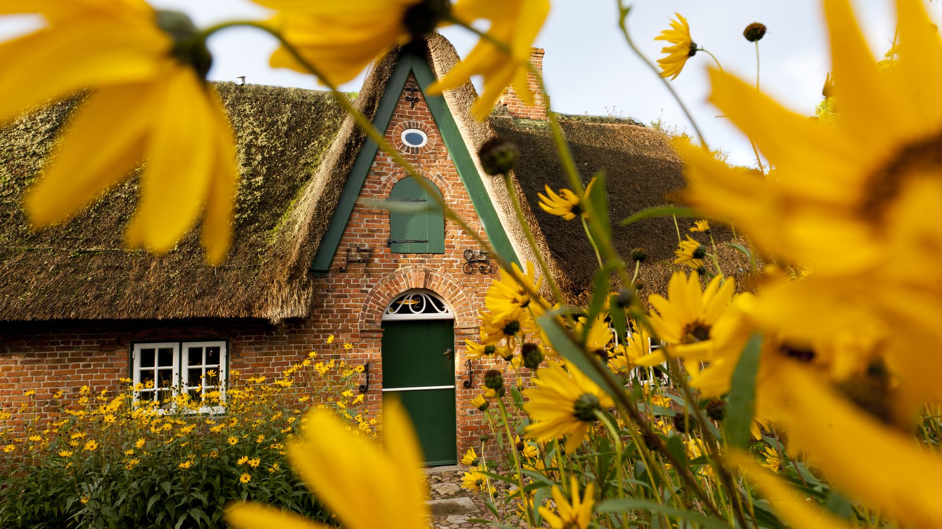 Hinter einer Fassade aus gelben Blüten verbirgt sich ein Friesenhaus im Takerwai in Keitum