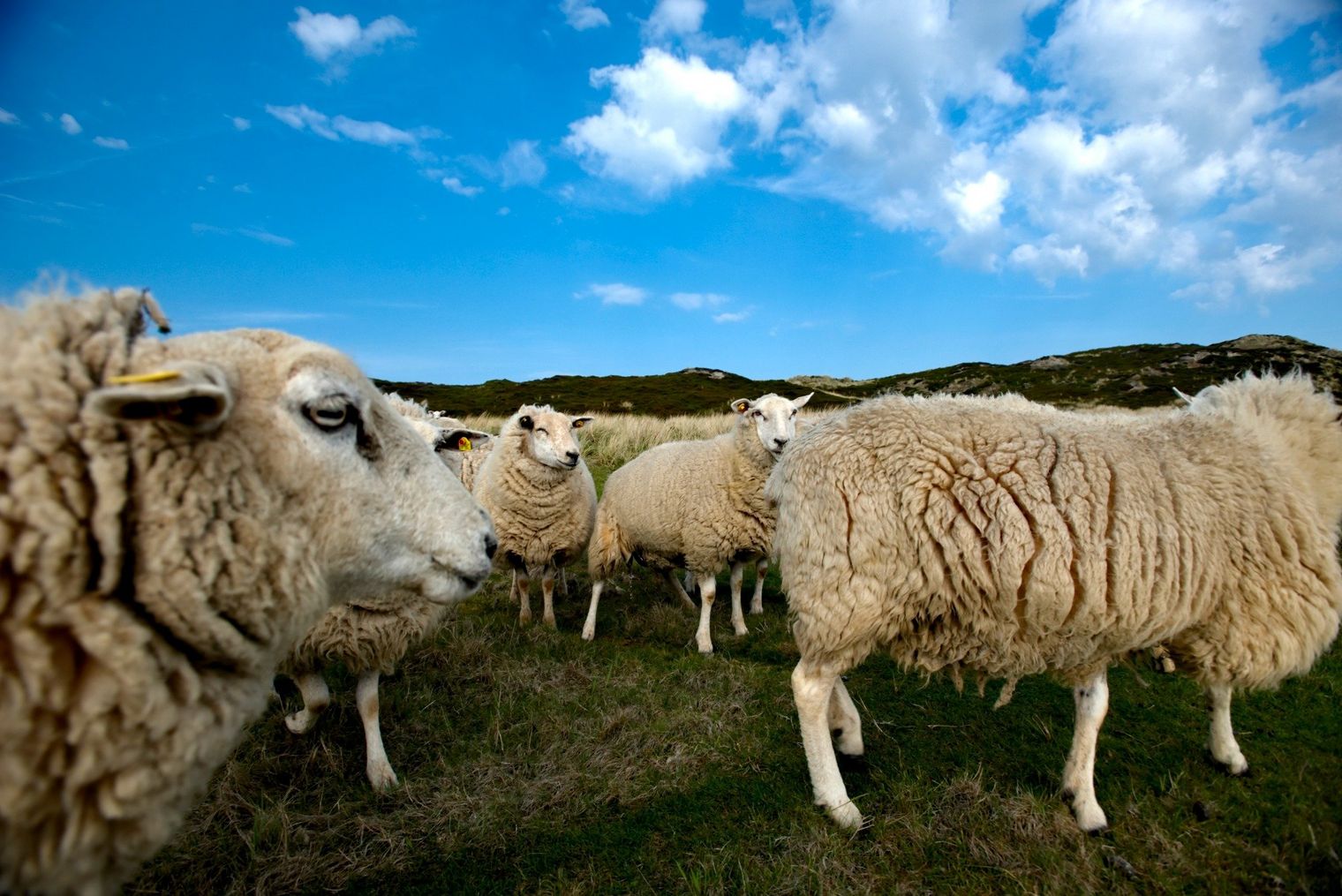 Schafe grasen auf einer grünen Wiese unter blauem Himmel, mit Dünen im Hintergrund.