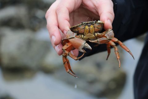 Hand, die eine orange-braune Krabbe über einem steinigen Küstenhintergrund hält.