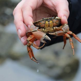 Hand, die eine orange-braune Krabbe über einem steinigen Küstenhintergrund hält.