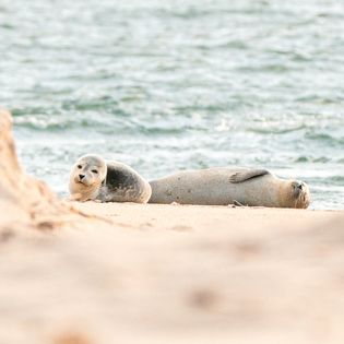 Ein junger Seehund liegt neben einem erwachsenen Tier im Sand und ruhen sich aus.