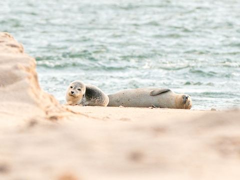 Ein junger Seehund liegt neben einem erwachsenen Tier im Sand und ruhen sich aus.