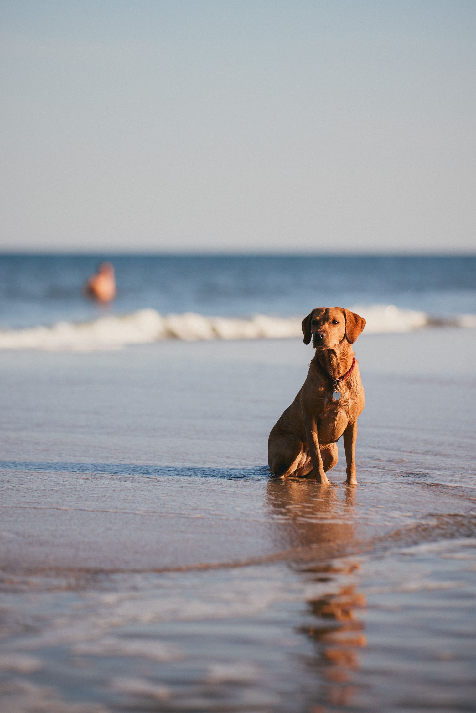 Brauner Hund sitzt ruhig im Wasser am Strand, hinter ihm schimmert das Meer. 