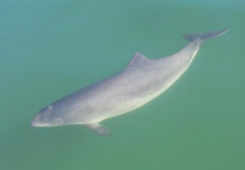 Schweinswal gleitet durch grünes Wasser.