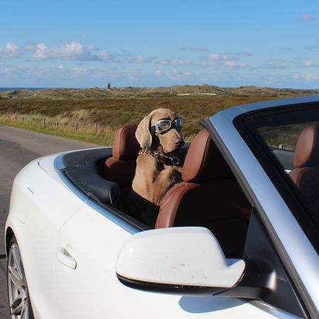 Grauer Hund mit Fliegerbrille in einem weißen Cabrio vor Dünenlandschaft und blauem Himmel.