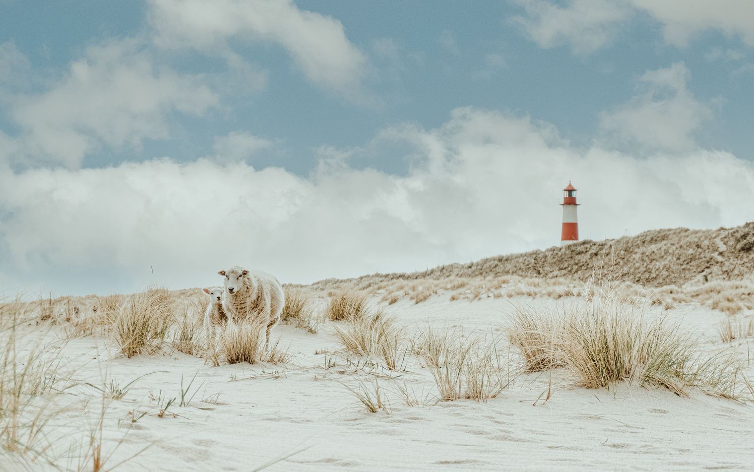 Eine idyllische Szene auf Sylt: Zwei Schafe stehen in den sandigen Dünen, umgeben von Grasbüscheln. Im Hintergrund ist der rot-weiße Leuchtturm List-Ost zu sehen, der sich unter einem blauen Himmel mit einigen Wolken erhebt.