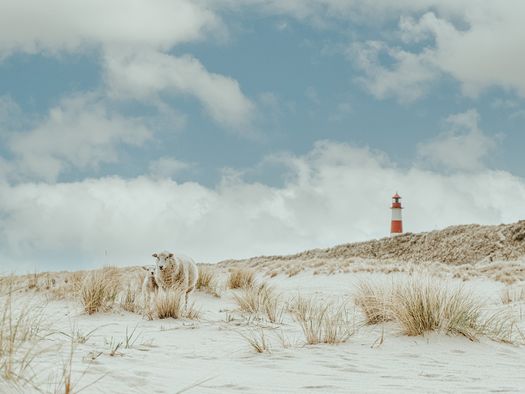 Eine idyllische Szene auf Sylt: Zwei Schafe stehen in den sandigen Dünen, umgeben von Grasbüscheln. Im Hintergrund ist der rot-weiße Leuchtturm List-Ost zu sehen, der sich unter einem blauen Himmel mit einigen Wolken erhebt.