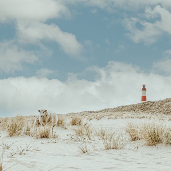 Eine idyllische Szene auf Sylt: Zwei Schafe stehen in den sandigen Dünen, umgeben von Grasbüscheln. Im Hintergrund ist der rot-weiße Leuchtturm List-Ost zu sehen, der sich unter einem blauen Himmel mit einigen Wolken erhebt.