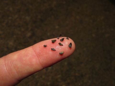 Kleine Wattschnecken auf einer Fingerkuppe