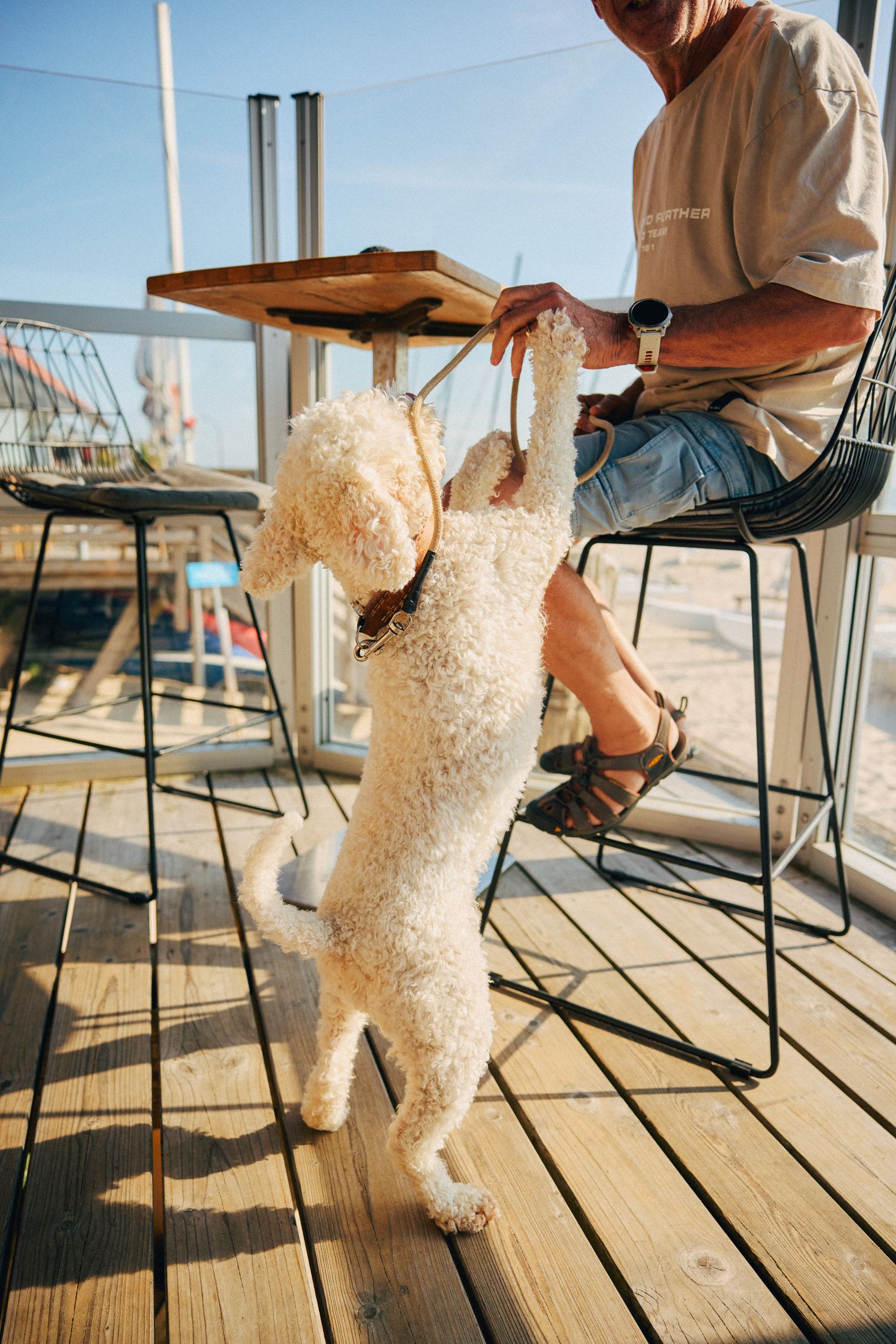 Ein Lockenhund interagiert spielerisch mit seinem Besitzer im Café. 