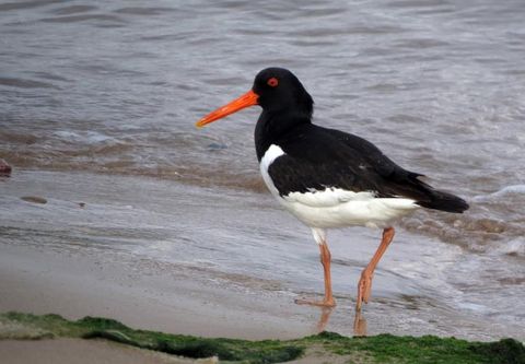 Austernfischer mit orangenem Schnabel am Strand.