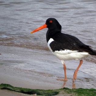 Austernfischer mit orangenem Schnabel am Strand.