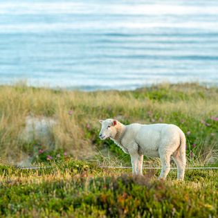 Weißes Lamm steht auf grüner Wiese vor Dünen und Meer.