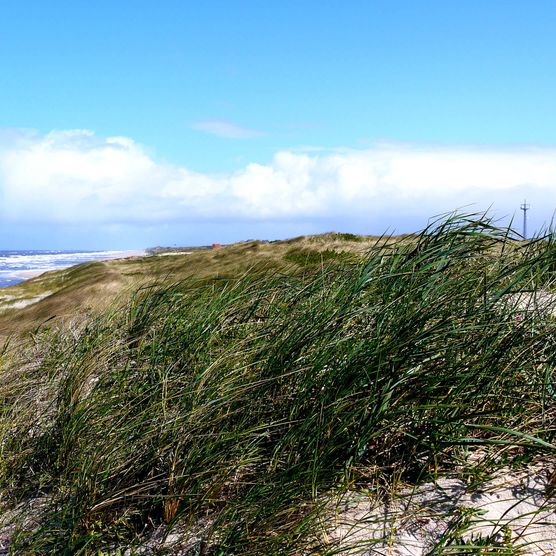 Hörnum Natur Pur: Abenteuer in Sylts Landschaften