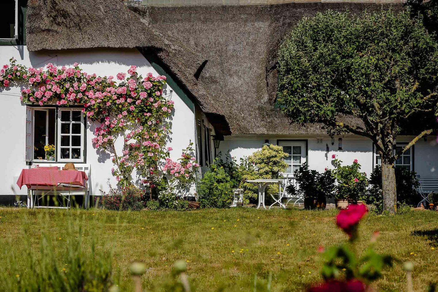 Ein reetgedecktes Haus mit blühenden Rosen, einem Garten und einem Tisch mit rot karierter Tischdecke.