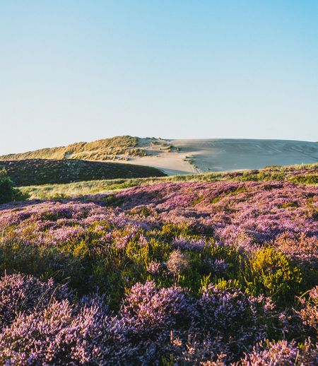 Blühende lila Heide mit Wanderdüne im Hintergrund, unter blauem Himmel.