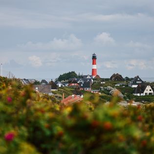 Küstenlandschaft mit Reetdachhäusern und einem rot-weiß gestreiften Leuchtturm in der Mitte, umgeben von grüner Vegetation und blühenden Heckenrosen unter einem bewölkten Himmel. 