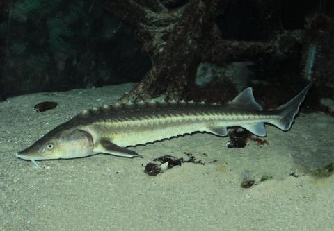 Europäischer Stör schwimmt am sandigen Boden.