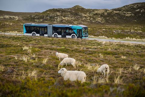 Ein blauer E-Bus fährt auf einer Straße durch eine grasbewachsene Heidelandschaft, während im Vordergrund vier Schafe grasen.