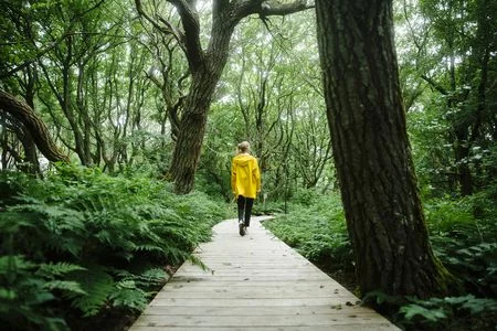 Person im gelben Mantel auf einem Steg durch dichten Wald in der Vogelkoje.