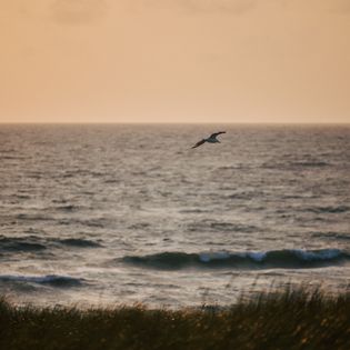 Möwe im Flug über dem Meer bei goldenem Sonnenuntergang. 