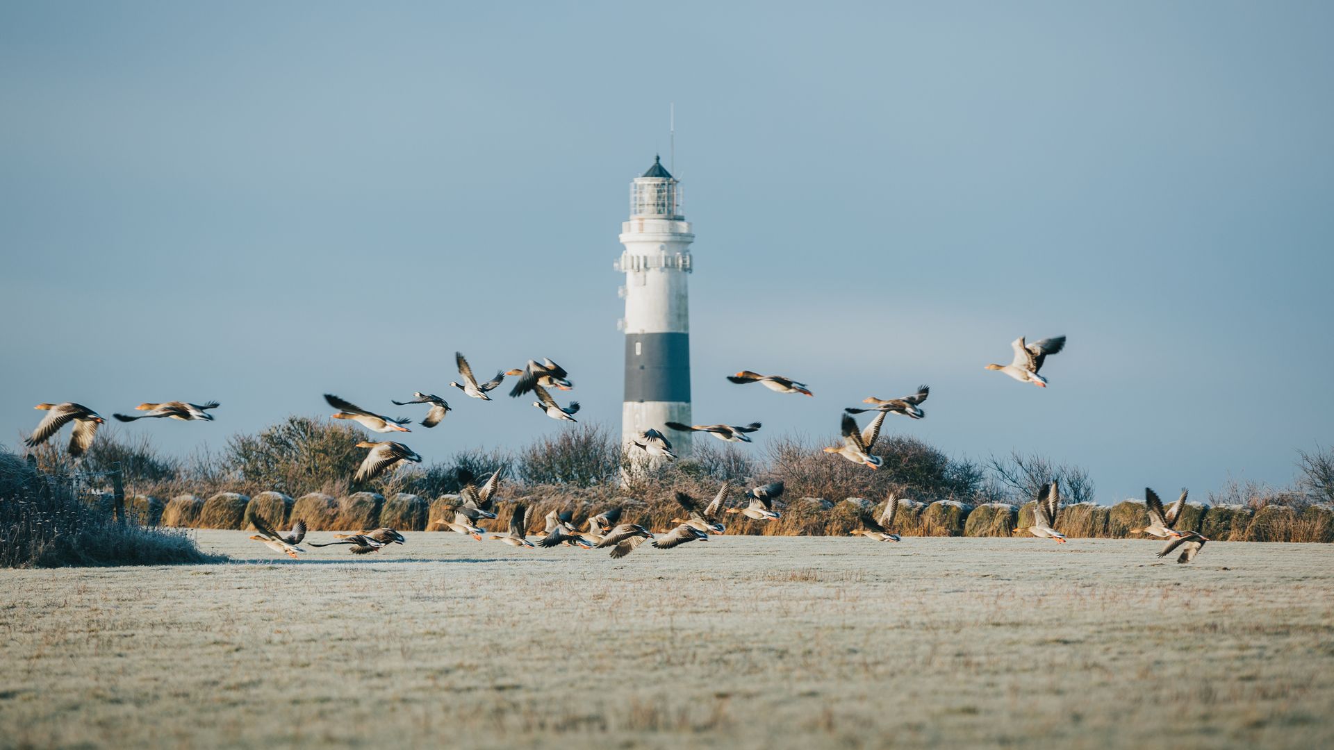 Mehrere Wildgänse fliegen über eine frostige Wiese in der Natur.