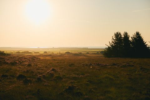 Heide auf Sylt bei Sonnenuntergang, Autozug im Hintergrund.