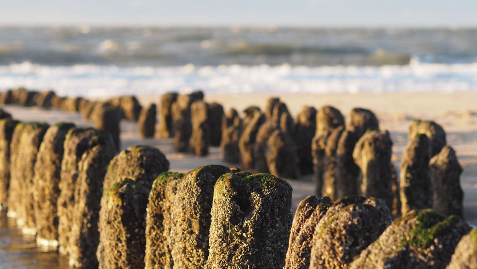 Buhnen im Meer, bewachsen mit Algen und Muscheln.