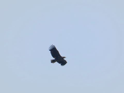 Seeadler mit ausgebreiteten Flügeln am Himmel.