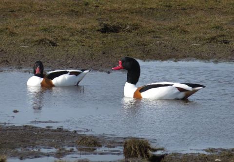 Zwei Brandgänse schwimmen im flachen Wasser.