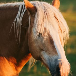 Ein Pferd mit langem, blonden Mähnenhaar steht in der Abendsonne. Es blickt ruhig und fokussiert.