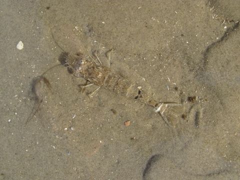 Nordseegarnele auf sandigem Boden unter Wasser.